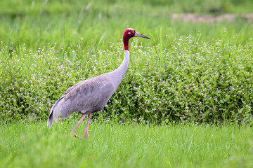 Eastern Sarus Crane (Grus Antigone) in the green meadow at Buriram Province, Thailand.