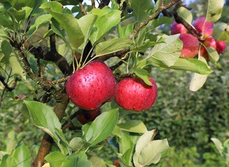 Red Fuji apples wet of raindrops   ripening on tree at the end of summer