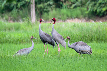 Eastern Sarus Crane (Grus Antigone) in the green meadow at Buriram Province, Thailand.