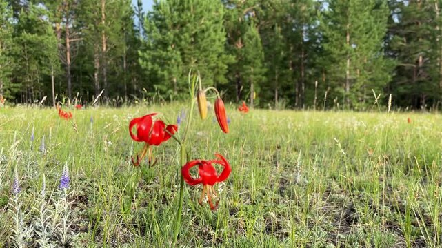 Lilium pumilum Delile Rare Lily Flower Growing near Lake Baikal and Mongolia