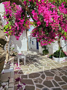 street full of bougainvillea flowers in prodromos Paros