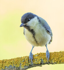 Great tit, Parus major. A bird sits on a branch on a beautiful blurred background