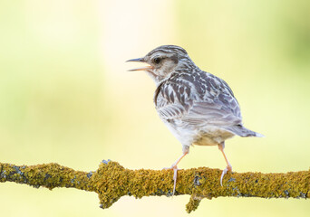 Woodlark, Lullula arborea. A bird sits on a beautiful branch and sings, the background is flat