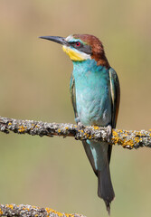 European bee-eater, merops apiaster. A bird sits on a branch on a beautiful background