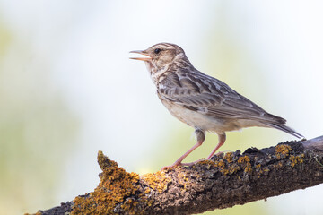 Woodlark, Lullula arborea. A close-up of a singing bird