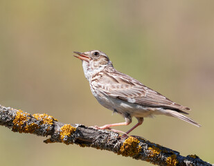 Woodlark, Lullula arborea. Singing bird on a beautiful blurred background