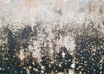 Old concrete wall covered with moss mold.