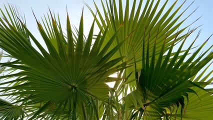 Morning sunlight filters through gently moving palm leaves, casting warm and serene glow. Soft...