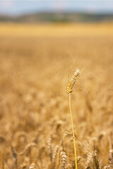Fototapeta premium Wheat field and blue sky