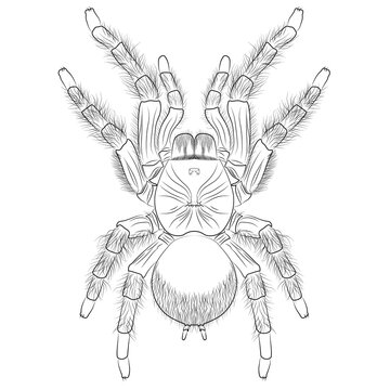 Goliath birdeater, Theraphosa blondi belongs to the tarantula family Theraphosidae. Venezuelan suntiger tarantula spider realistic contour, outline lines drawn