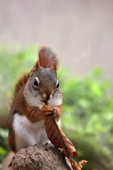 落ち葉を手に持ち食べるアメリカアカリス