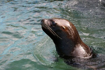 水面から顔を出したメスのオタリア