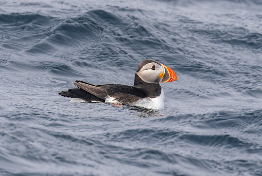 Swimming Atlantic Puffin (Fratercula arctica) near Bleiksoya bird rock - Versteralen, norway