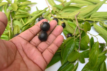Alangium salvifolium or sage leaved alangium tree fruit. It is is a flowering plant in the Cornaceae family. wildfruit on white background. 