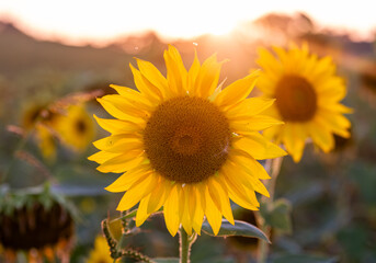 Fototapeta premium Sonnenblumen im Sonnenuntergang