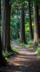 A peaceful path winds through a lush forest filled with towering trees and gentle sunlight