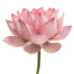 Fototapeta premium Beautiful pink lotus flower in full bloom, isolated on white background, transparent background