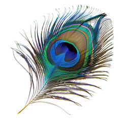 Fototapeta premium Vibrant peacock feather highlighting stunning colors and intricate patterns, isolated on white background, transparent background