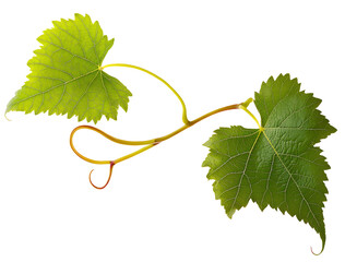 Grape leaves isolated on white .