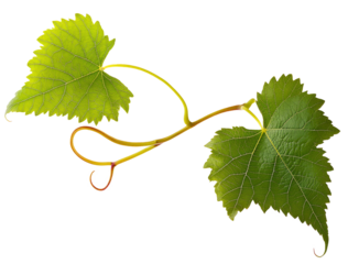 Grape leaves isolated on white .