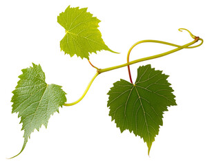 Grape leaves isolated on white .
