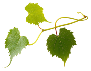 Grape leaves isolated on white .