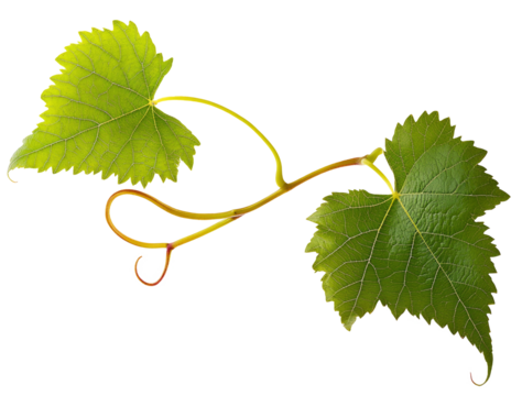 Grape leaves isolated on white .