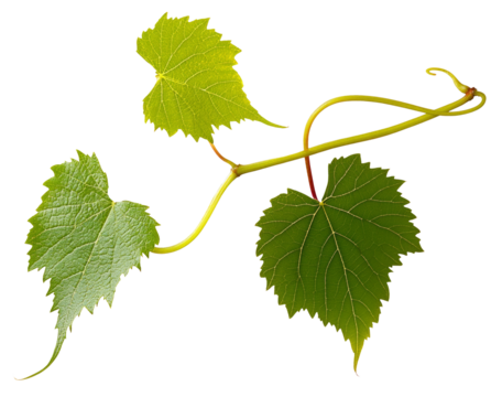 Grape leaves isolated on white .