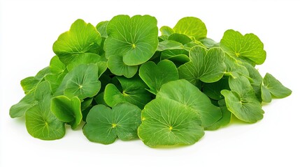 Pile of Centella asiatica on white background