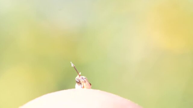 Close-up of a bee sting.
The quality of the video is not up to par. But this is the only video that shows the pulsed extension of the sting from a vial of venom separated from the bee's body.