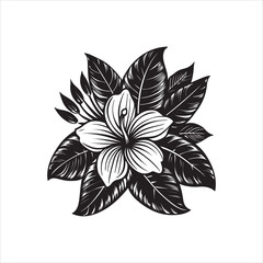Lily Black And White Vector Images