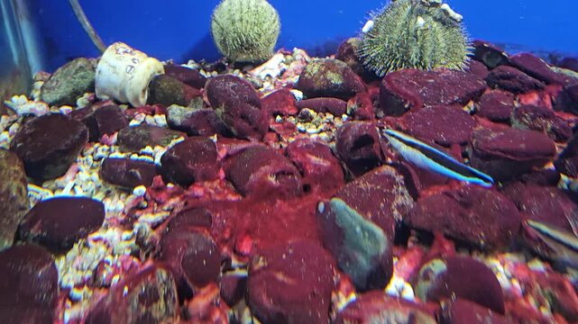 Bluestreak cleaner wrasse fish swimming at bottom of tank, Nha Trang city, Vietnam.