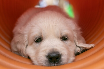Relaxing Golden Retreiver Puppy