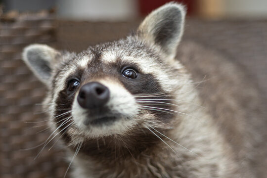 Waschb&auml;r