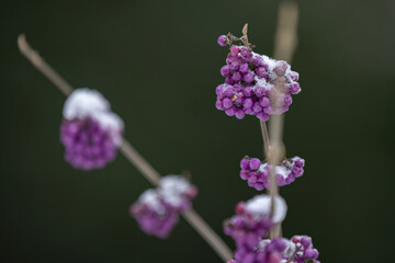 Callicarpa bodinieri, Liebeperlenstrauch