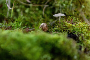 Pilzlandschaft