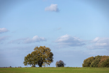 Landschaft mit B&auml;umen