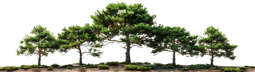 A Tranquil Gathering of Majestic Pines Standing Tall Amidst a Green Landscape, Inviting Serenity and Peace in Every Leaf, Whispering Secrets of Nature's Embrace.