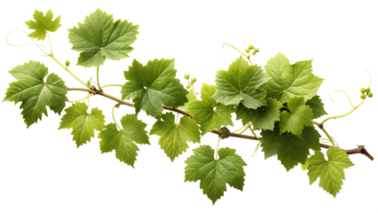 Vine , white background, no shadows, high resolution,