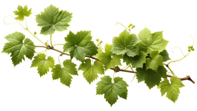 Vine , white background, no shadows, high resolution,