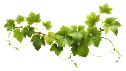 Vine , white background, no shadows, high resolution,