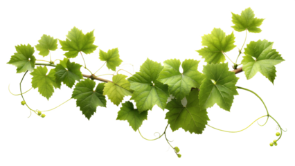 Vine , white background, no shadows, high resolution,