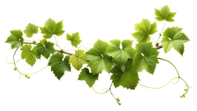 Vine , white background, no shadows, high resolution,