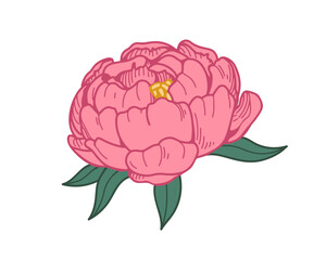 Peony blossom, gorgeous flower and leaf. Floral bud, delicate petals, bloom. Natural botanical design element, vintage retro drawing. Hand-drawn vector illustration isolated on white background