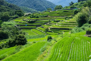 Fototapete Reisfelder 棚田のある風景  © eddiemgg