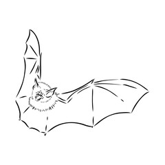 Bat engraving hand drawn illustration