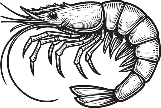 recommend clip art: Shrimp Silhouette isolated on white background Minimalist crayfish vector shape