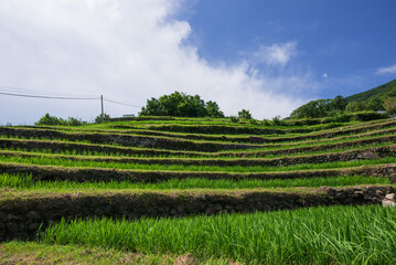 青空の下見上げる青々とした棚田