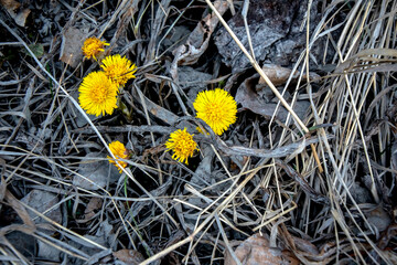 the first spring flowers of a mother and stepmother on the still bare ground covered with last year's fallen leaves