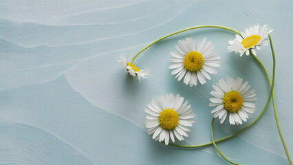 Daisies on Soft Blue Background